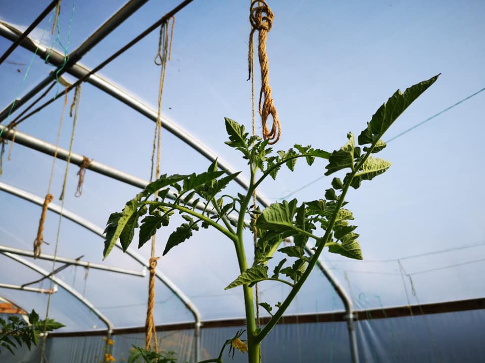 A tomato plant reaching to the sky.