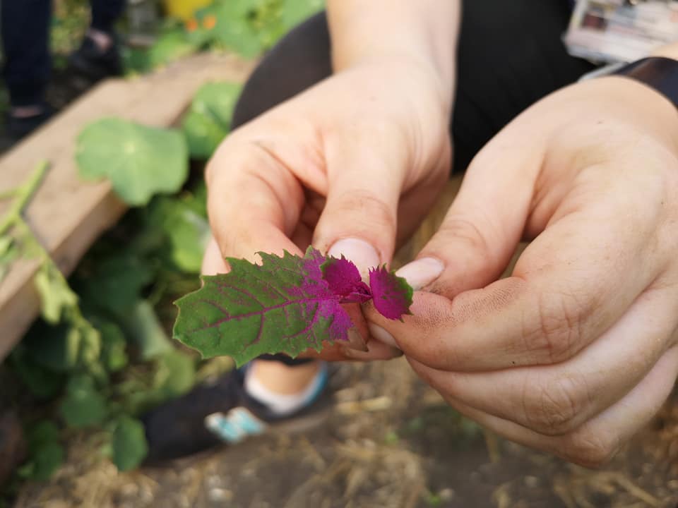 A pair of hands pinching a purple and green leaf.