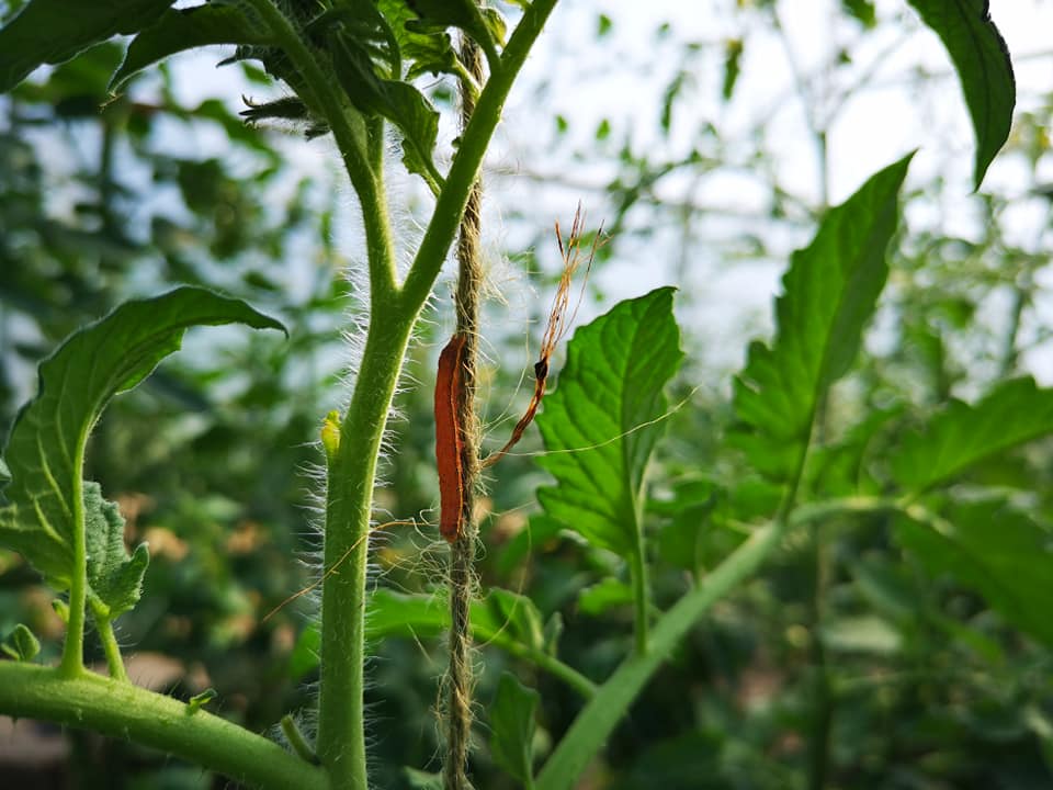 A close up of tomato leaves, growing against thread.